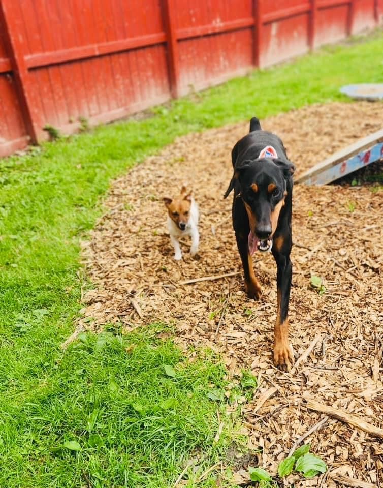 The Doggie Inn - Grafton, OH
