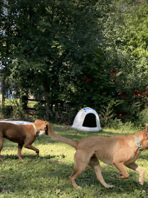 The Doggie Inn