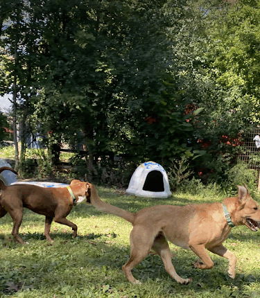 The Doggie Inn