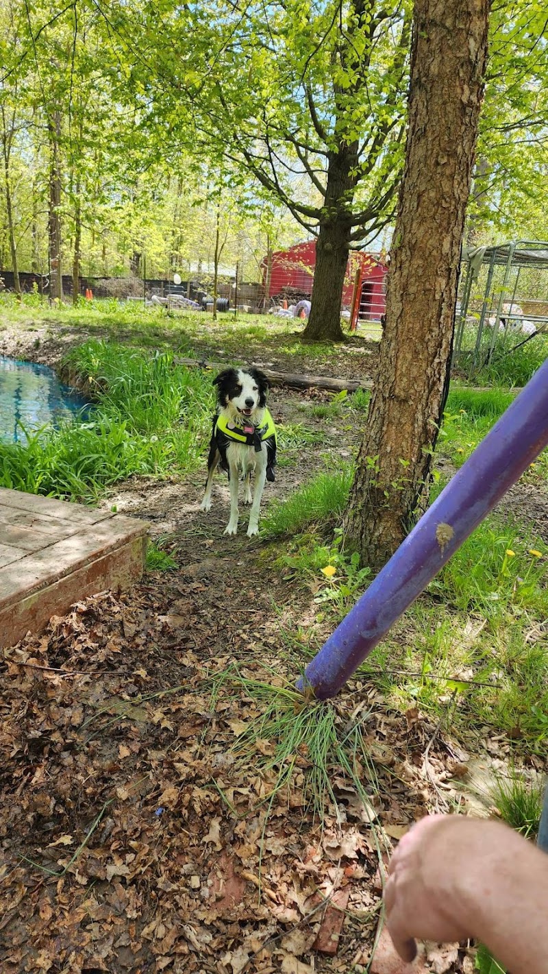 The Doggie Inn - Grafton, OH