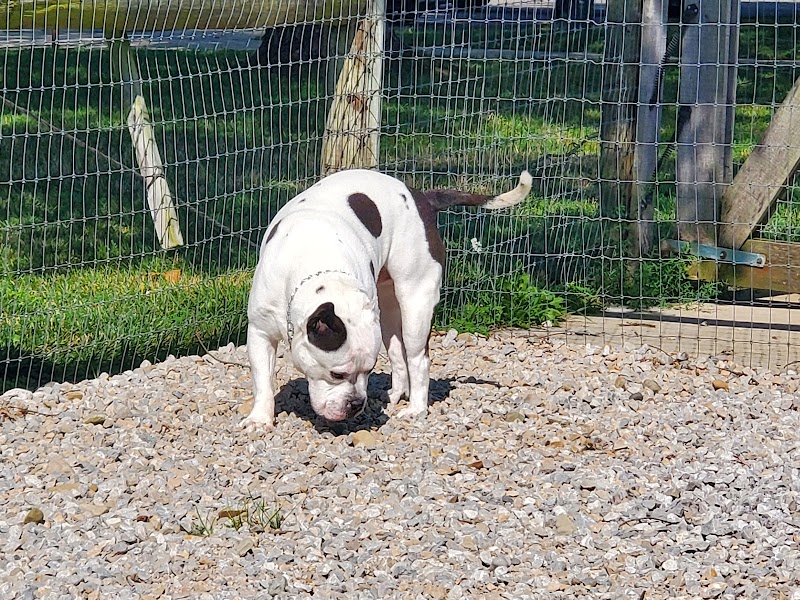 Paws 2 Play Dog Park - Granville, OH