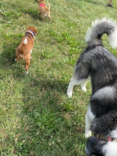Paws 2 Play Dog Park - Granville, OH