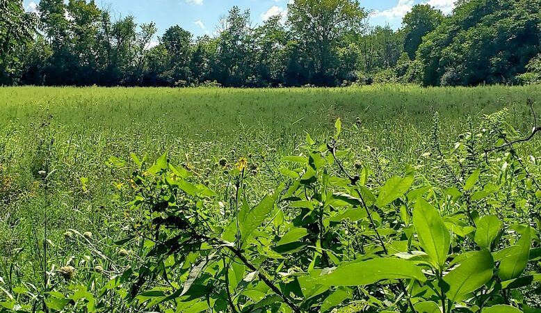 Felson Park - Greenfield, OH