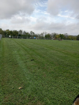 Scentral Dog Park