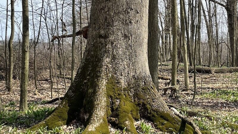 Pine Hill Park - Crall Woods - Greenwich, OH