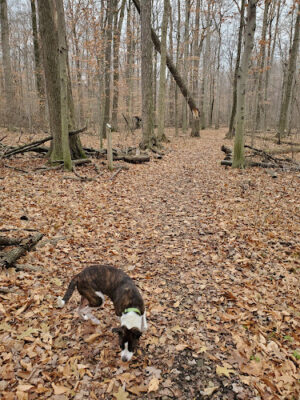 Pine Hill Park - Crall Woods