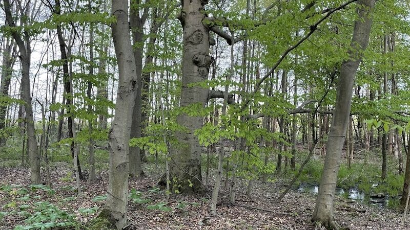 Pine Hill Park - Crall Woods - Greenwich, OH