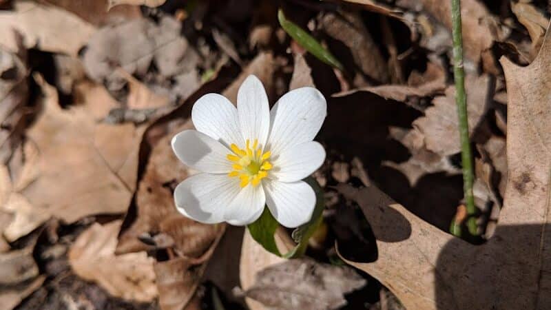 Pine Hill Park - Crall Woods - Greenwich, OH