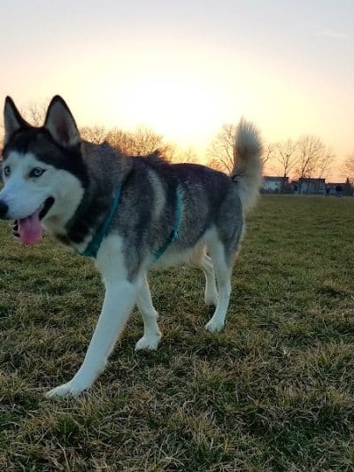 Breck Community Park - City Of Grove City - Grove City, OH