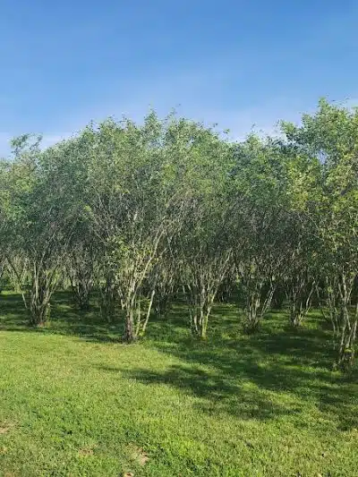 Walnut Woods Dog Park - Groveport, OH