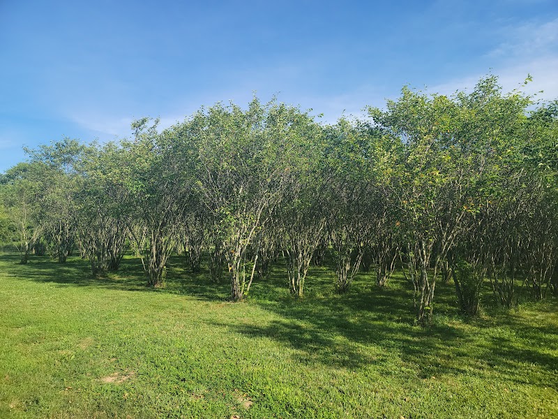 Walnut Woods Dog Park - Groveport, OH