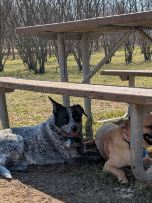 Walnut Woods Dog Park