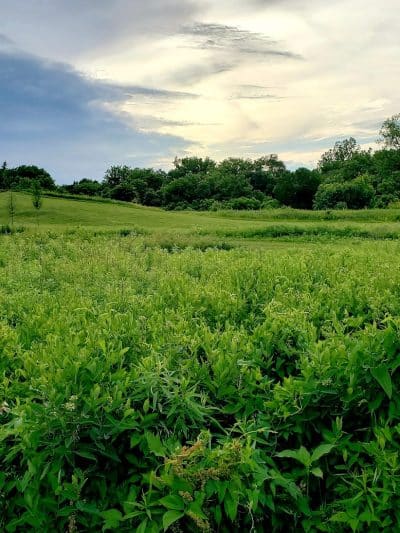 Walnut Woods Metro Park - Groveport, OH