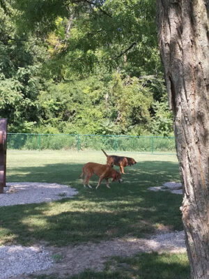 Bark Park