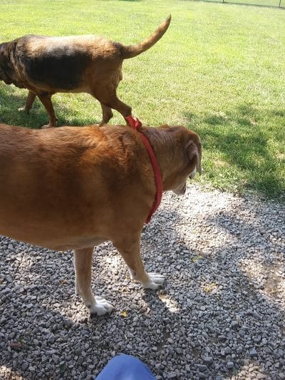 Bark Park - Hamilton, OH