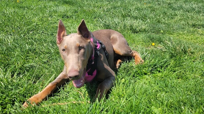 Holly's Dog Park - Hamilton, OH