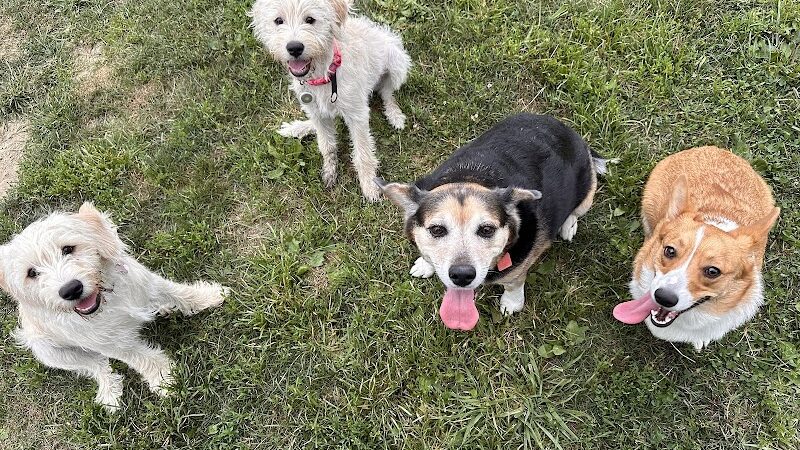 Holly's Dog Park - Hamilton, OH