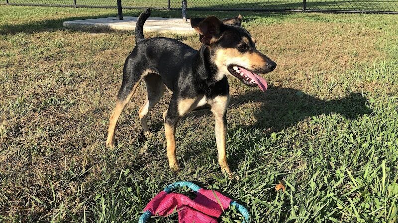 Holly's Dog Park - Hamilton, OH