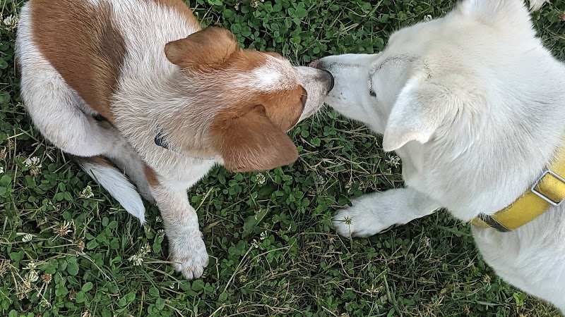 Holly's Dog Park - Hamilton, OH