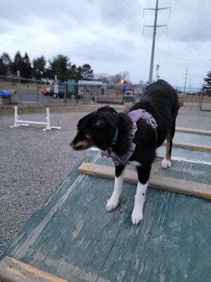 Hamilton Dog park