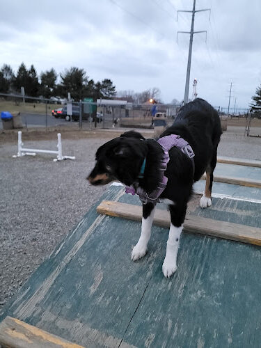 Hamilton Dog park