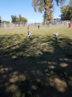 Dempsey Dog Park