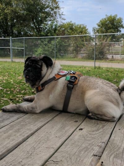 Dempsey Dog Park - Hannibal, MO