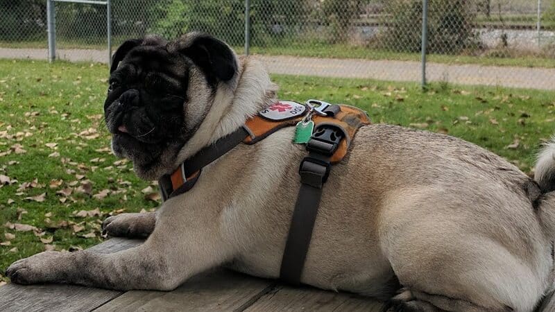 Dempsey Dog Park - Hannibal, MO