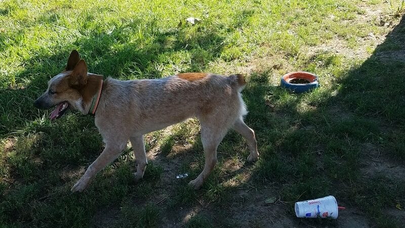 Dempsey Dog Park - Hannibal, MO