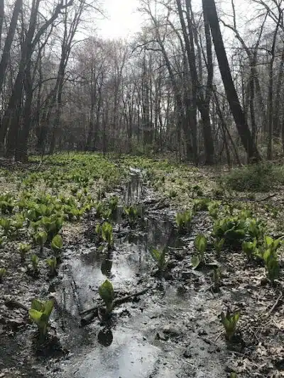 Hartville Memorial Park - Hartville, OH