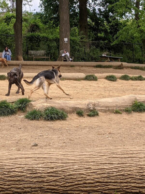 Haverford Reserve Dog Park