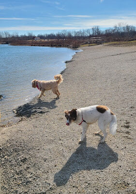 Prairie Oaks Dog Beach