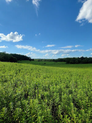 Ridgeview Farm