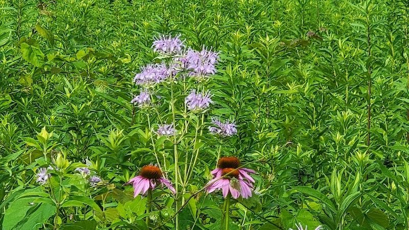 Ridgeview Farm - Hillsboro, OH