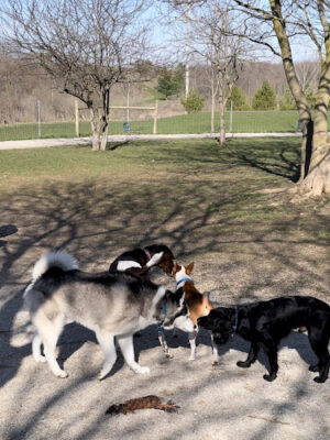 Dog Park at Van Raalte Farm Park