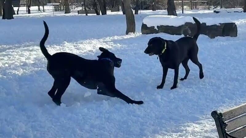 Dog Park at Van Raalte Farm Park - Holland, MI