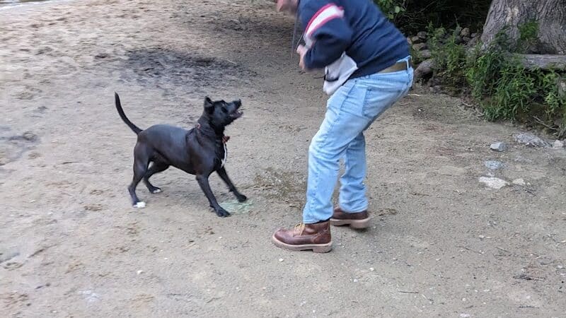 Hooksett Dog Park - Hooksett, NH