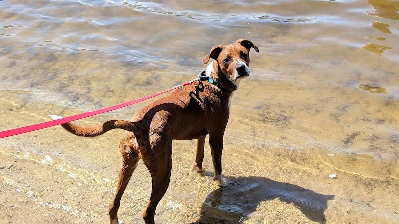 Hooksett Dog Park - Hooksett, NH