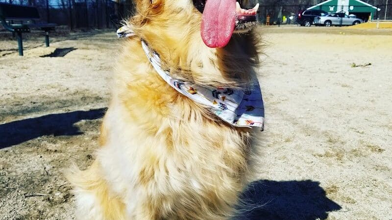 Hooksett Dog Park - Hooksett, NH