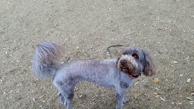 Ervan Chew Dog Park - Houston, TX