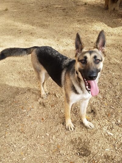 Ervan Chew Dog Park - Houston, TX