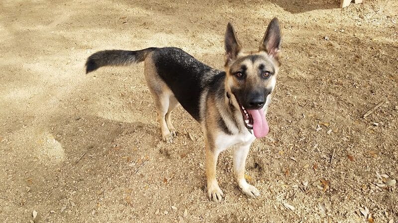 Ervan Chew Dog Park - Houston, TX