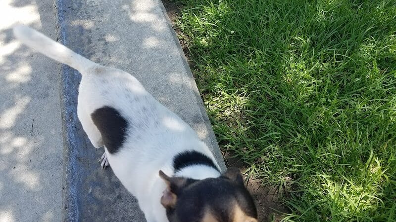 Ervan Chew Dog Park - Houston, TX