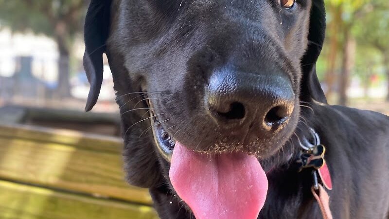 Ervan Chew Dog Park - Houston, TX