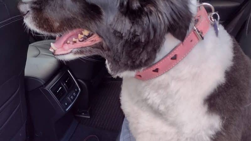 Hubbard's Scentral Dog Park - Hubbard, OH