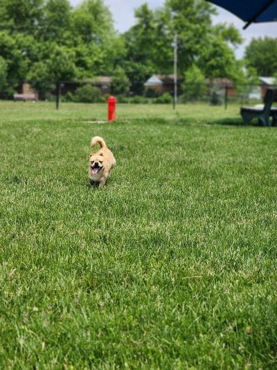 Kitty Hawk/Menlo Dog Park - Huber Heights, OH