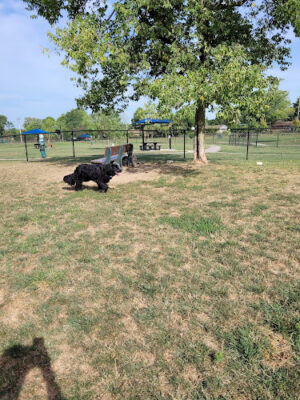 Kitty Hawk/Menlo Dog Park