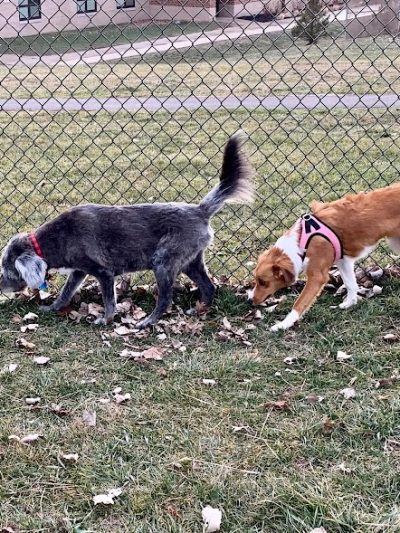 Kitty Hawk/Menlo Dog Park - Huber Heights, OH