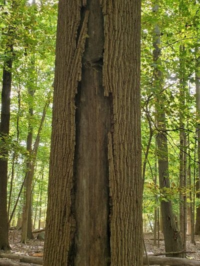 Cascade Park - Hudson, OH