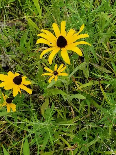 Darrow Road Park - Hudson, OH